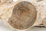 Fossil Ammonite, Bivalve, and Belemnite Association - England #211929-5
